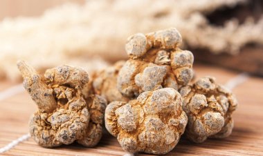 Cây Tam Thất: Kinh nghiệm dùng tam thất trong điều trị sốt xuất huyết