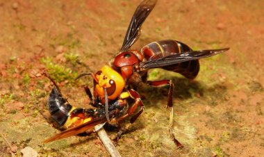 Chuyện đời sống: Ong bắp cày tinh ranh, trốn thoát thành công dù bị gắn thiết bị theo dõi