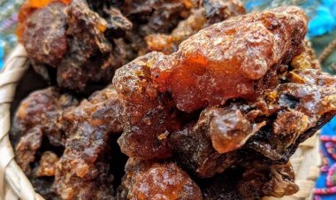 Thông tin Thảo Dược: Thuốc chữa bệnh từ nhựa cây