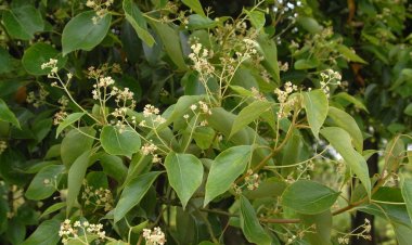 Cây Long não, Rã hương- Cinnamomum camphora