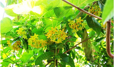 Cây hoa thiên lý: Công dụng và tác dụng, bài thuốc chữa bệnh từ cây Thiên lý