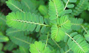 Cây Thảo Dược: Đặc điểm, tác dụng và các bài thuốc dân gian của cây Chó Đẻ