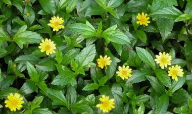 Cây Thảo Dược qua ta: Đặc tính, tác dụng và các bài thuốc hay của cây Sài Đất