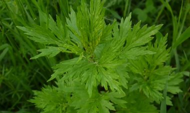 Cây thuốc dân gian: Tác dụng của cây Ngải cứu