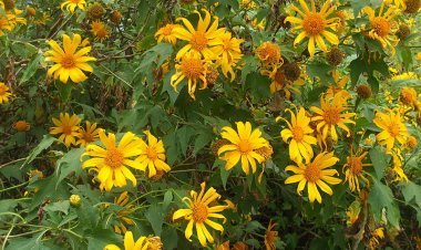 Cây Dã quỳ - Tithonia diversifolia