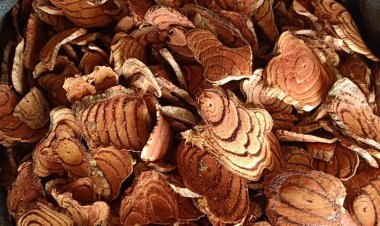 Cây thuốc quý: Công dụng, tác dụng chữa bệnh của Cây Kê Huyết Đằng