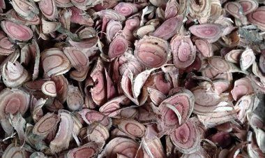 Kê huyết đằng – Spatholobus harmandii Gagnep