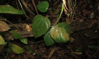 Cây Vàng đắng - Coscinium fenestratum