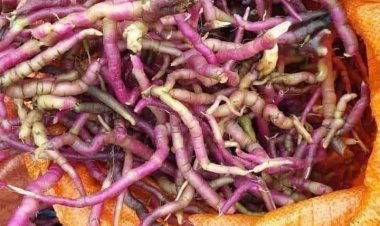 Cây thuốc Qúy: Bài thuốc đông y dùng dược liệu quý Ba Kích