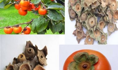 Mẹo chữa nấc đơn giản bằng cây thuốc quanh nhà