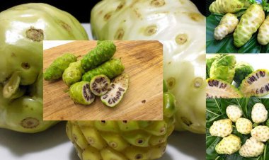 Chữa nhức đầu, đau nửa đầu do thay đổi thời tiết với cây nhàu