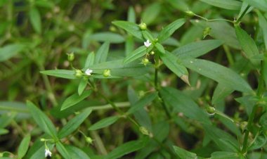 Bài thuốc Đông Y: Bạch hoa xà thiệt thảo giúp giải độc, tiêu viêm