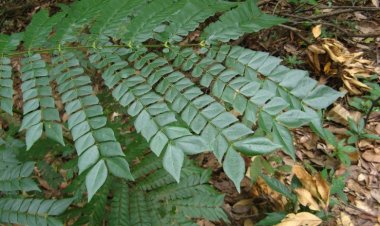 Cây Mán đỉa, Giác - Archidendron clypearia (Jack) Nielsen