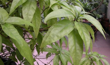 Cây thuốc quanh ta: Cây hoàn ngọc trị bệnh đường ruột