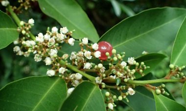 Bài thuốc: Trị viêm khớp dạng thấp cấp tính và mạn tính bằng thuốc Nam