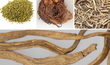 Bài thuốc kinh nghiệm trị ho mùa thu đông