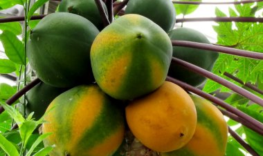 Đu đủ, cây cho nhiều vị thuốc