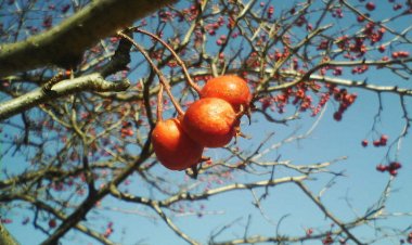 Vị thuốc quý có tên Sơn tra, sơn lý hồng, quả hồng