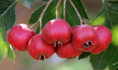 Cây thuốc quý: Tại sao táo gai được xem là loại quả 'bậc thầy về sức khỏe'?