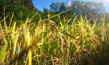 CỐC NHA  (Fructus Oryzae Sativae)