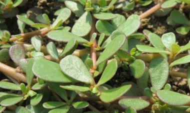 Những công dụng của Rau sam có thể bạn chưa biết