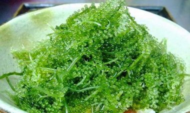 Rong biển: Cực tốt và cực độc, không phải ai ăn cũng... bổ