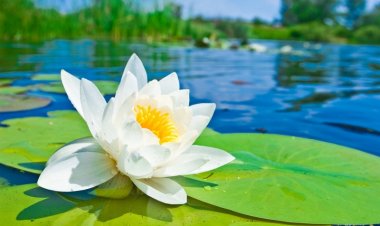 Tâm sáng thì vạn sự tự khắc tốt đẹp