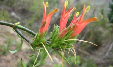 Những bài thuốc tuyệt hay chữa lở miệng do nhiệt từ cây Mảnh Cộng