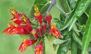Cây Mảnh Cộng, Bìm bịp, Xương khỉ - Clinacanthus nutans