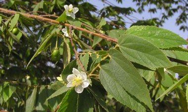 Công dụng và tác dụng tuyệt vời từ Cây Trứng Cá trồng đầy đường làm cảnh