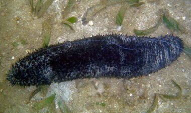 Món ăn bài thuốc từ hải sâm, nhận biết các loài Hải Sâm