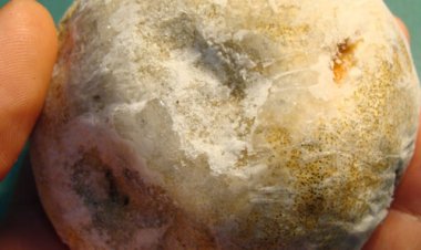 Phục Linh Thiên công dụng và tác dụng chữa bệnh