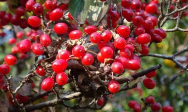 Bài thuốc Đông Y: Vị thuốc Sơn Thù Du chữa đái tháo đường