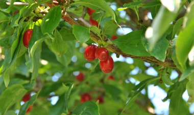 Cây Sơn thù du, Sơn thù, Thù du - Cornus officinalis Siebold & Zucc.