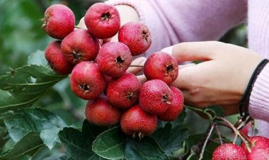 Bài thuốc Đông y ngừa tăng cân