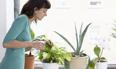 Giọng nữ giúp cây lớn nhanh hơn giọng Nam