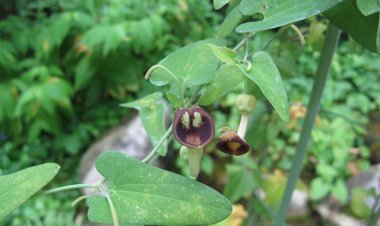 Vì sao cây nhạc ngựa lại nhốt côn trùng?