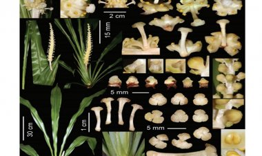 Các loài mới phát hiện ở Việt Nam và Lào thuộc các chi Peliosanthes, Tupistra (Asparagaceae) và các dẫn liệu bổ sung loài T. patula