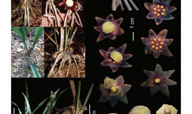 Tỏi đá lê trễ Aspidistra letreae - loài mới phát hiện ở miền Trung, Việt Nam