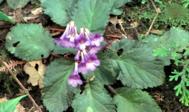 Tai voi tím cao bằng (Oreocharis caobangensis) - Loài mới được phát hiện ở Cao Bằng