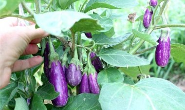 Cà Tím và những công dụng cực tốt sức khỏe người Bệnh gan mật, Ung thư