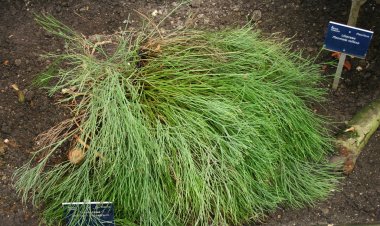 Có một cây thuốc quý giữa lòng Hà Nội