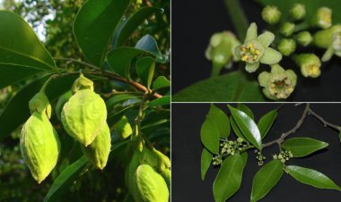 Trầm hương hay kỳ Nam có công dụng gì cho sức khỏe