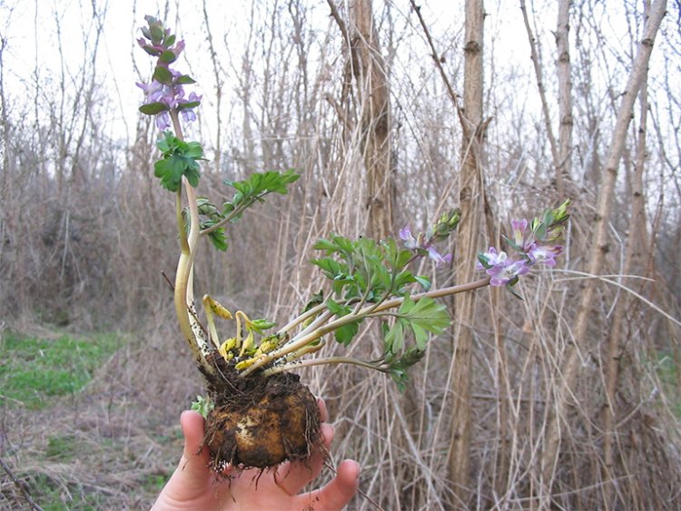 Huyền hồ hay Diên hồ sách - Corydalis ambigua Champ et Schlecht