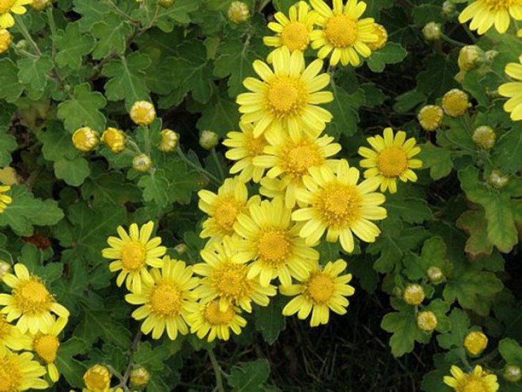 Cây Cúc Hoa Vàng - Chrysanthemum indicum L