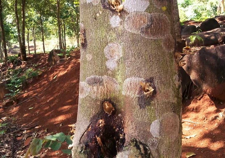 Cây Thuốc Quý: Vì sao trầm hương lại đắt hơn vàng và không phải ai cũng mua được?