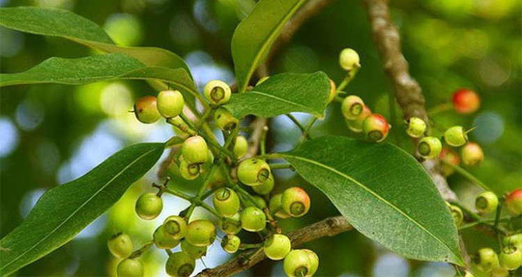 Cây Vối - Cleistocalyx operculatus