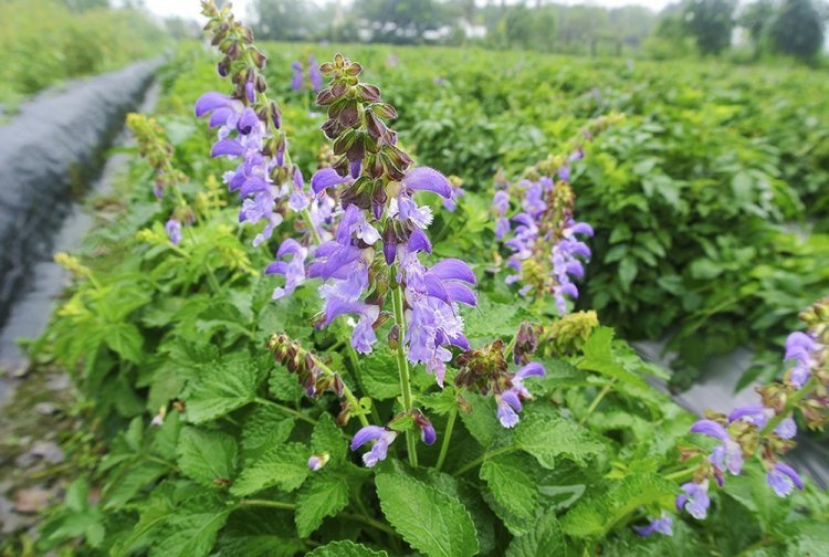 Công trình nghiên cứu:  Đan sâm (Salvia miltiorrhiza Bunge)