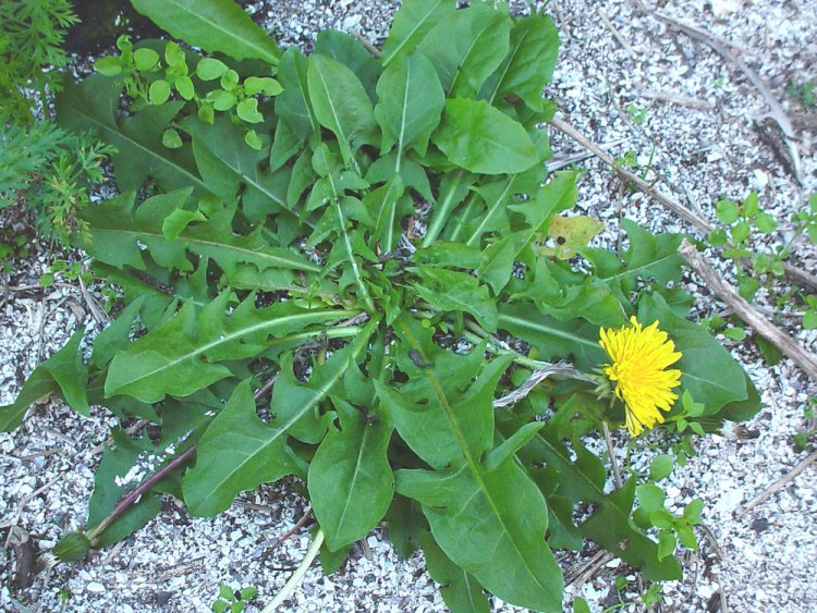 root dandelion taraxacum officinale