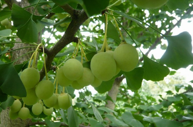 Cây Bạch Quả - Ginkgo Biloba